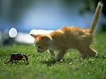 kitten