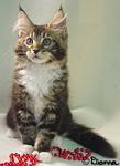 kitten