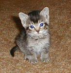 kitten