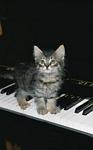 kitten