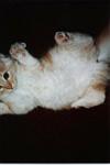 kitten