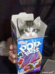 kitten