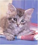 kitten